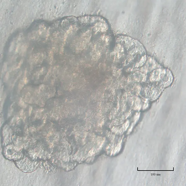 Porcine enteroids in Biofloat wells